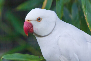A white parrot is perched on a green leaf