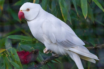 A white parrot is perched on a green leaf