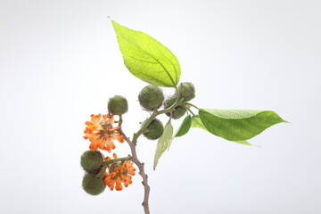 Paper mulberry (Broussonetia papyrifera) is a flowering plant in the family Moraceae.	