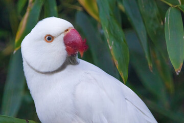 A white parrot is perched on a green leaf
