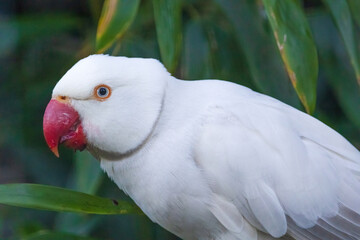 A white parrot is perched on a green leaf