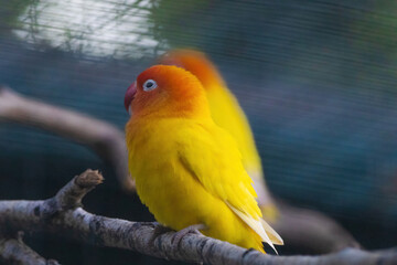 Two yellow birds are perched on a branch