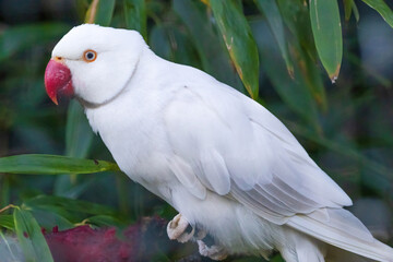 A white parrot is perched on a green leaf