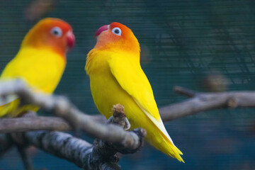 Two yellow birds are perched on a branch