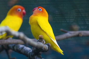Two yellow birds are perched on a branch