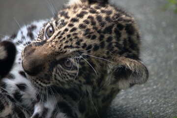 Obraz premium ジャガーの赤ちゃん 真剣な眼差し