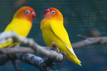 Two yellow birds are perched on a branch