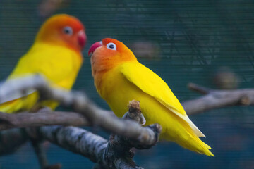 Two yellow birds are perched on a branch