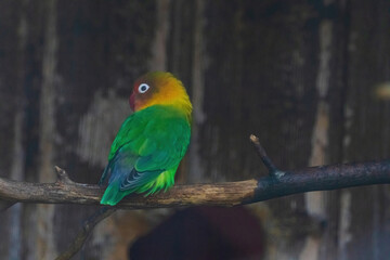 A green and yellow bird is perched on a branch