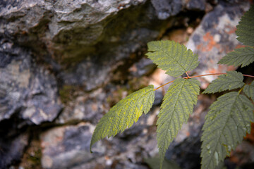 Old forest high in the mountains. Beautiful plants along a mountain river.