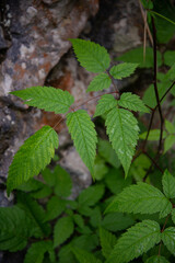 Old forest high in the mountains. Beautiful plants along a mountain river.
