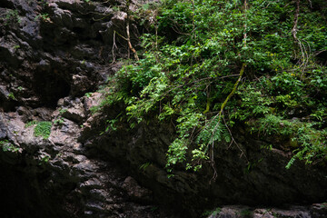 Old forest high in the mountains. Beautiful plants along a mountain river.