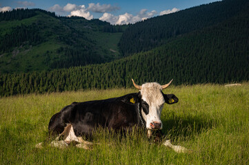 free range black cows rest on a pasture in a mountainous area of ​​Transylvania, Romania