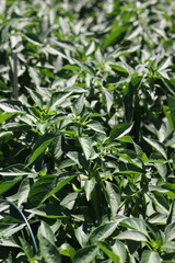 green leaves background