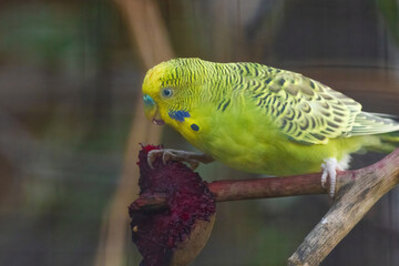 A green and yellow parakeet is eating a red fruit