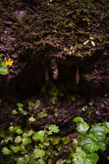 Old forest high in the mountains. Beautiful plants along a mountain river.