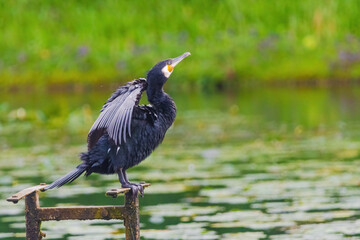 A black bird cormorant is standing on a wooden post near a body of water