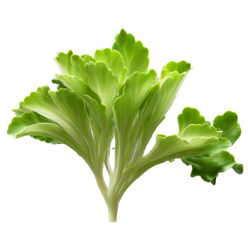 Endive microgreens Cichorium endivia pale green leaves with curly edges elegantly displayed Microgreen super food