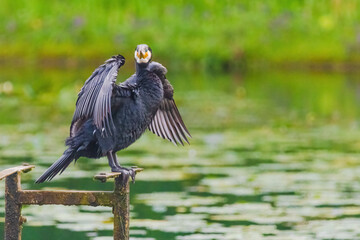 A black bird cormorant is standing on a wooden post near a body of water