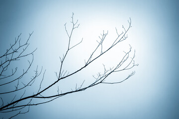 branches of a tree in winter