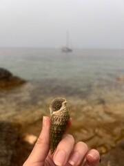 Seashell on the beach