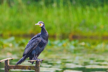 A black bird cormorant is standing on a wooden post near a body of water