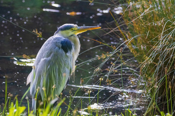A bird grey heron with a long beak is standing in a field of grass