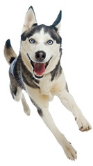 Full body shot of Siberian Husky dog, running happily, smiling.