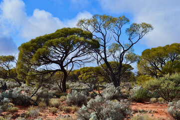 Obraz premium Desert vegetation in the Red Center of Australia. 