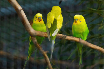 Three green parakeets are perched on a branch