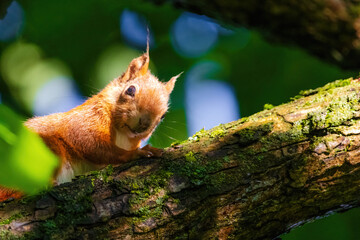 A squirrel is sitting on a tree branch