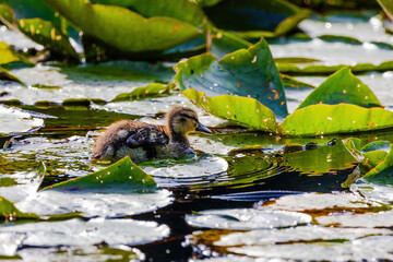 A baby duck is swimming in a pond
