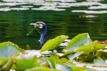 Black Cormorant is swimming in a pond with green leaves