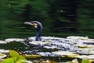 Black Cormorant is swimming in a pond