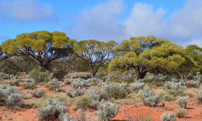 Naklejka premium Desert vegetation in the Red Center of Australia. 