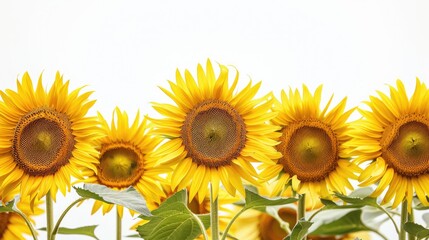 Obraz premium Bright sunflowers in full bloom against a clean white background, showcasing their vibrant yellow petals.