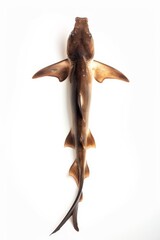 Fototapeta premium the Sawshark with copy space on right