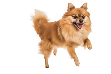 Obraz premium Full body shot of Pomeranian dog, running happily, smiling.