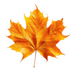 Fototapeta premium Bright orange maple leaf on white background, ideal for autumn or nature-themed projects, symbolizing fall and seasonal beauty in vivid detail.