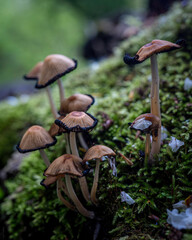 Forest and mushrooms