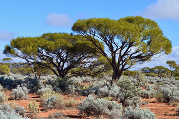 A view of the landscape in the Red Center of Australia.
