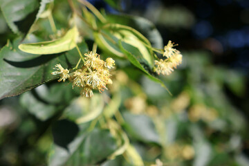 A farmer looks at the blossom of a linden tree. Collection of medicinal plants.