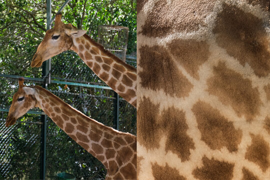 girafa e textura montagem