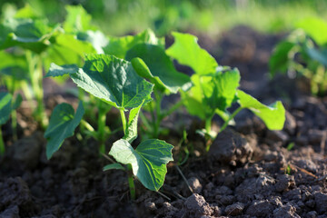 Cucumber leaves in the garden. Cultivation of cucumbers. Gardening.
