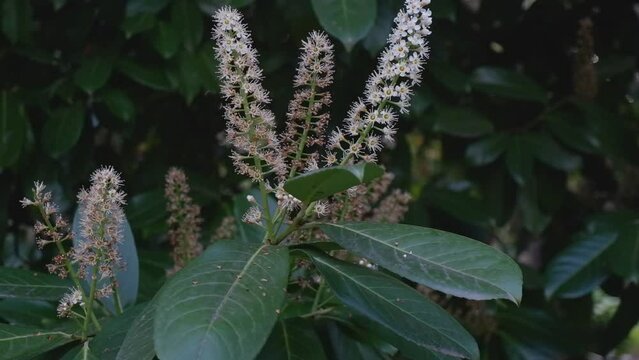 Blooming Australian laurel bush with white flowers. Flowering Mock orange shrub. Japanese cheesewood plant blossom with green foliage