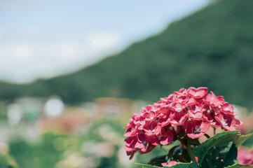 紫陽花
