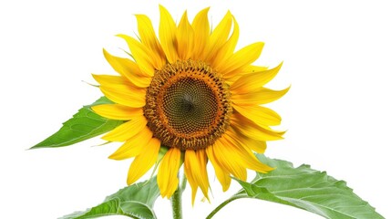 Obraz premium Single sunflower with detailed petals and a white background, highlighting its natural beauty.