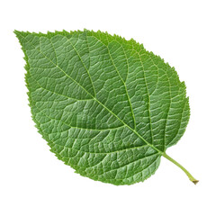 Obraz premium Close-up of a green leaf symbolizing nature and environmental health clipart on transparent background