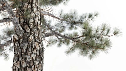 Fototapeta premium Large pine tree with detailed needles and textured bark, standing out against a white background.
