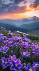 Obraz premium Violet wildflowers in a mountain landscape during sunset, nature beauty and tranquility concept